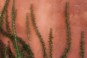 Rosemary Rituals for Healing: Spiritual Benefits, Curandera Traditions & a DIY Sun-Infused Foot Soak
