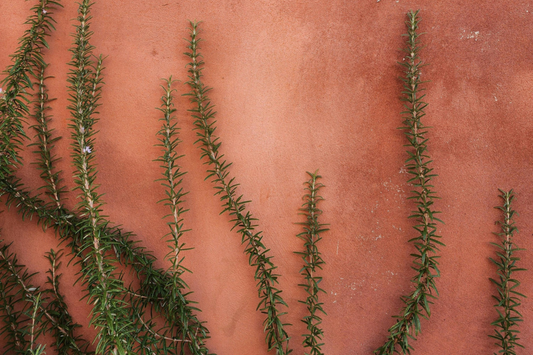 Rosemary Rituals for Healing: Spiritual Benefits, Curandera Traditions & a DIY Sun-Infused Foot Soak